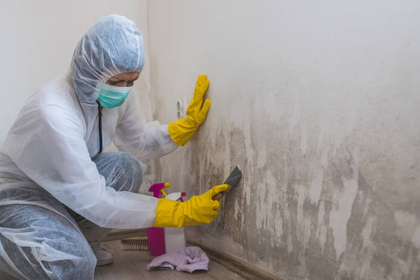 Why You Should Choose Our Mold Remediation Services in Nolanville, TX